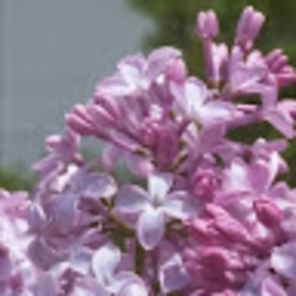 Meet your Posher, Carlee